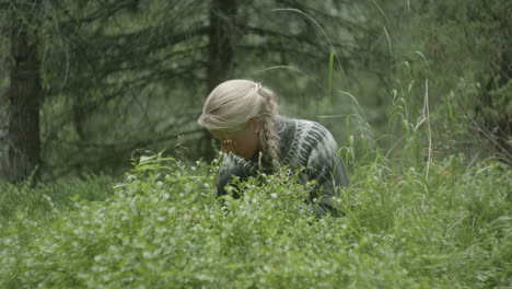 medium shot of a beautiful nordic blond girl picking blueberries with bare hands in the finish forest, on the karhunkierros trail in the oulanka national park, finland