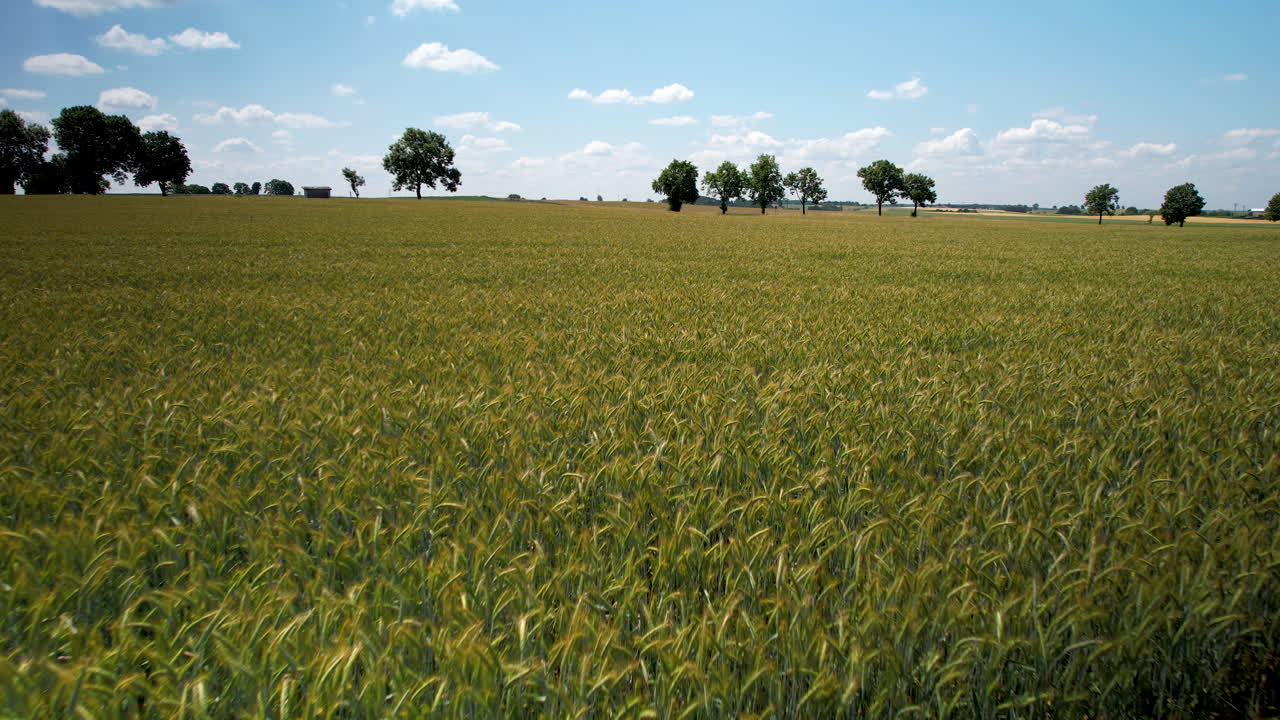 campos de maíz de trigo en tierras de cultivo prístinas, carretilla inversa aérea