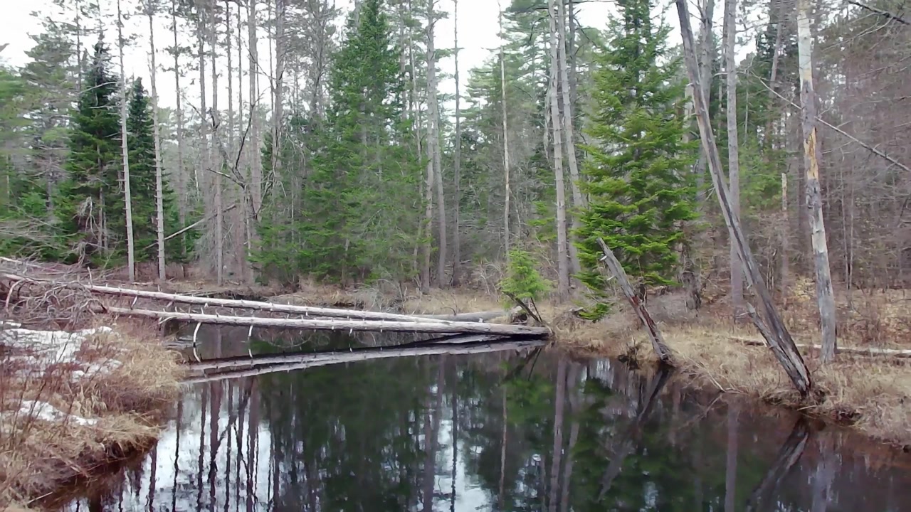 Drone view of calm forest stream with fallen tree across water reflections of trees and natural woodland environment in peaceful outdoor setting