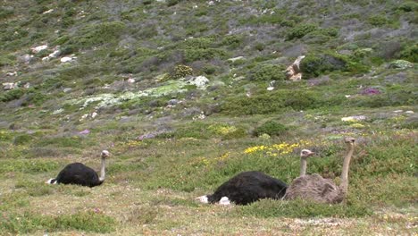 three ostriches resting in lush green fynbos environment, windy day, long shot