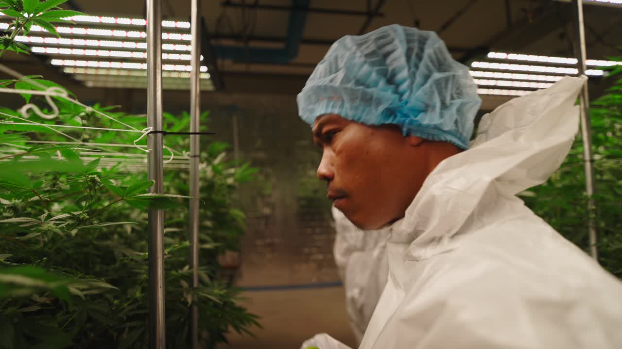 Marijuana Grower Pruning Cannabis Plants in Indoor Farm