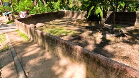 turtles in a zoo enclosure