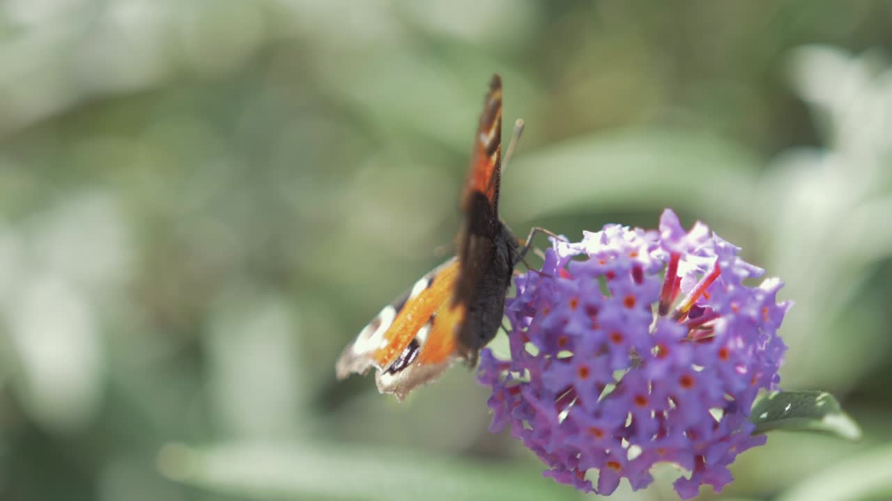 Vivace farfalla Vanessa del Cardo che si nutre su un fiore SLOW MOTION