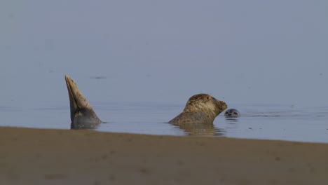 mottled seal in the sea with head and tail sticking out of the water