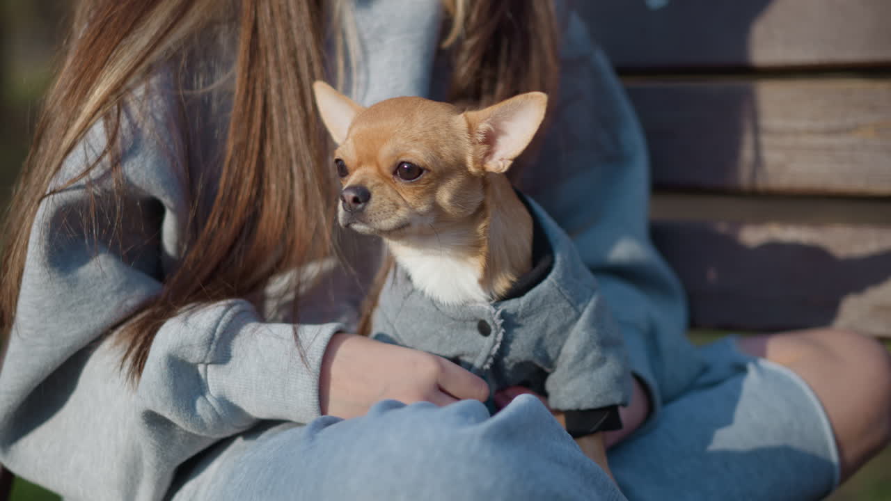 공원 벤치에 앉아 휴식을 취하는 세련된 강아지, 야외 벤치에 앉아 패셔너블하게 옷을 입은 차분한 회색 강아지, 평화로운 환경의 공원 벤치에서 트렌디한 옷을 입고 휴식을 취하는 평온한 작은 회색 강아지