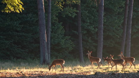 deer in a sunlit forest meadow