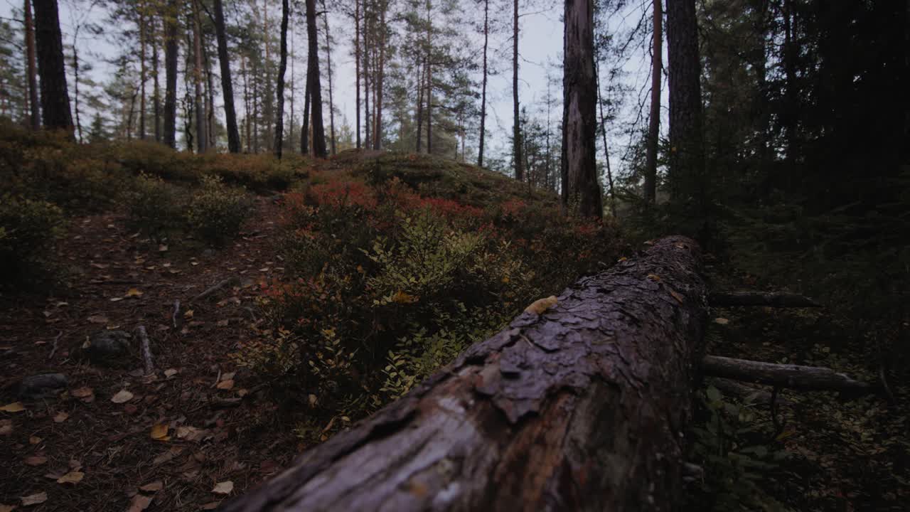 moviéndose a lo largo de un tronco caído en un bosque sombrío, en un oscuro día de otoño - tiro pov