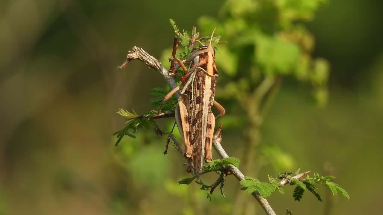 Cavalletta su una foglia in relax