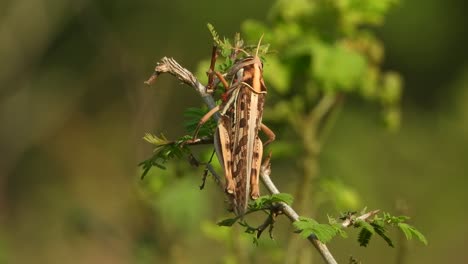 grasshopper in leaf - relaxing