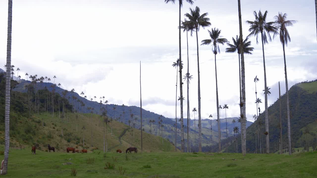 Scenic view of horses grazing in the Cocora valley with mountain landscape and palm trees during a cloudy day in Colombia.