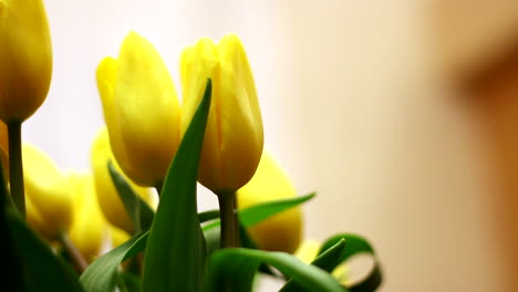 bouquet of yellow tulips inside room