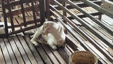 white goats in a wooden barn