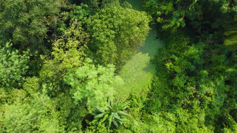 vista aérea o superior del bosque verde profundo o la jungla