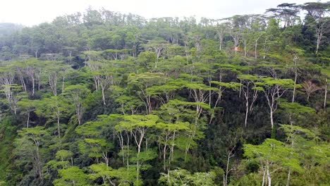 Vista-Aérea-Que-Se-Eleva-Sobre-Altos-árboles-Verdes-En-Un-Ambiente-De-Selva-Tropical-En-Una-Remota-Isla-Tropical-En-El-Destino-Del-Sudeste-Asiático