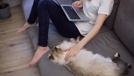 Unrecognizable-girl-is-working-on-laptop-on-sofa-and-big-cat-is-laying-down-nearby