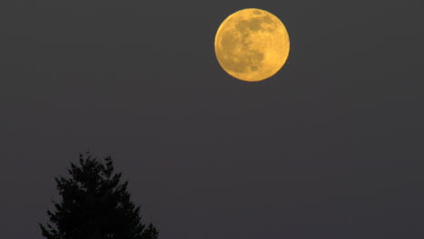 Nachtlandschaft-Mit-Vollmond.-Statisch,-Vergrößern