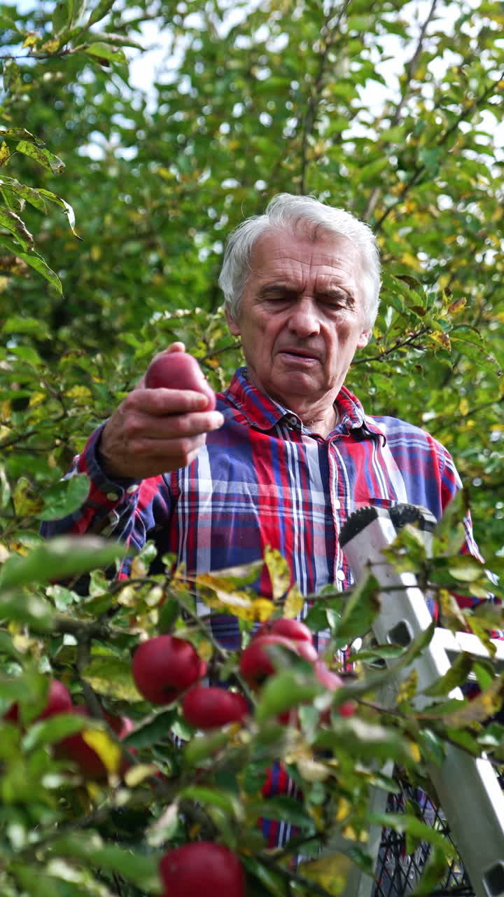 Old man gathering apple harvest in autumn. Farmer stands on the ladder among the tree branches and picks up ripe fruit. Vertical video