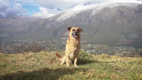 美麗的獨特狗站在huascaran的雪山前 yungay秘魯