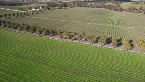 seppeltsfield road lined with palm trees in barossa valley, australia - aerial drone shot