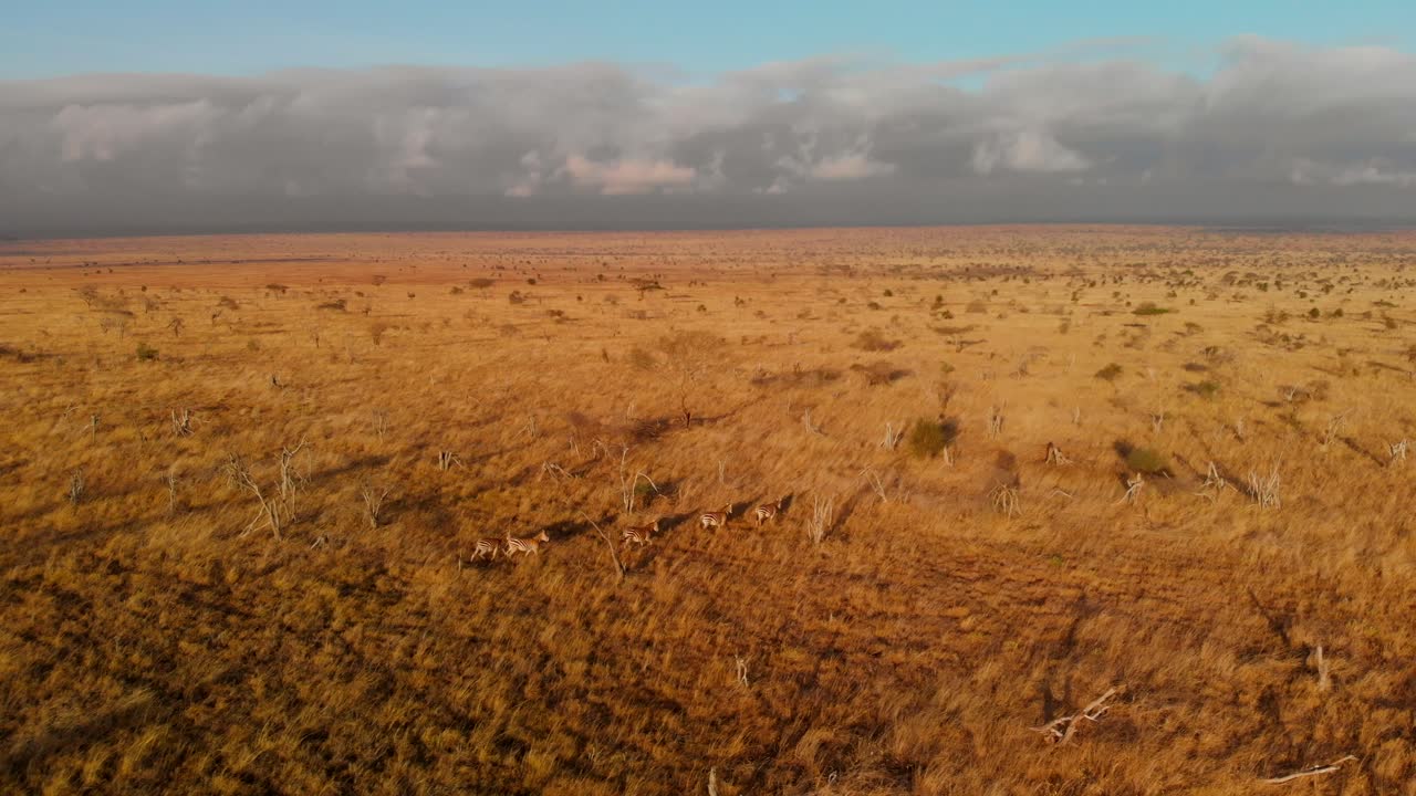 A large plain with a small herd of zebras, at Tsavo West, Kenya