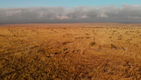 A-large-plain-with-a-small-herd-of-zebras,-at-Tsavo-West,-Kenya