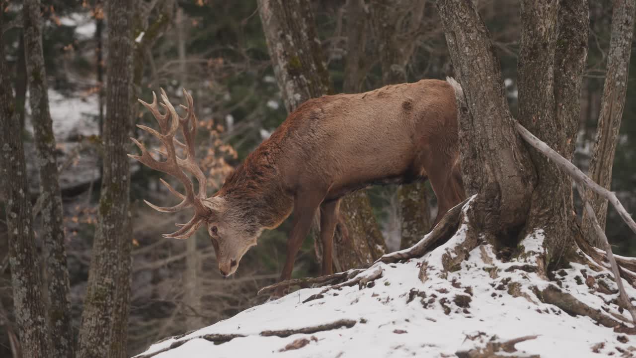 ciervo bactriano caminando por un bosque nevado en la provincia de quebec en canadá - cámara lenta, primer plano