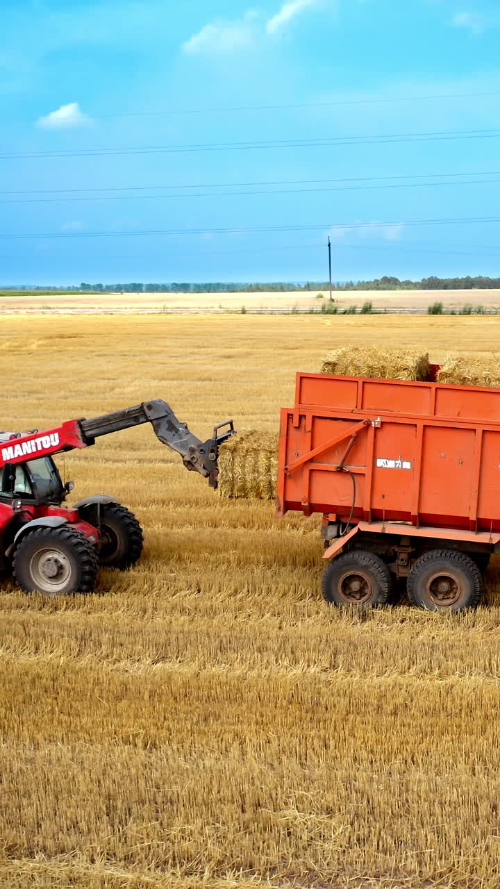 Tractor loads bales of hay. Agricultural machinery collects dry straw in rolls. Vertical video