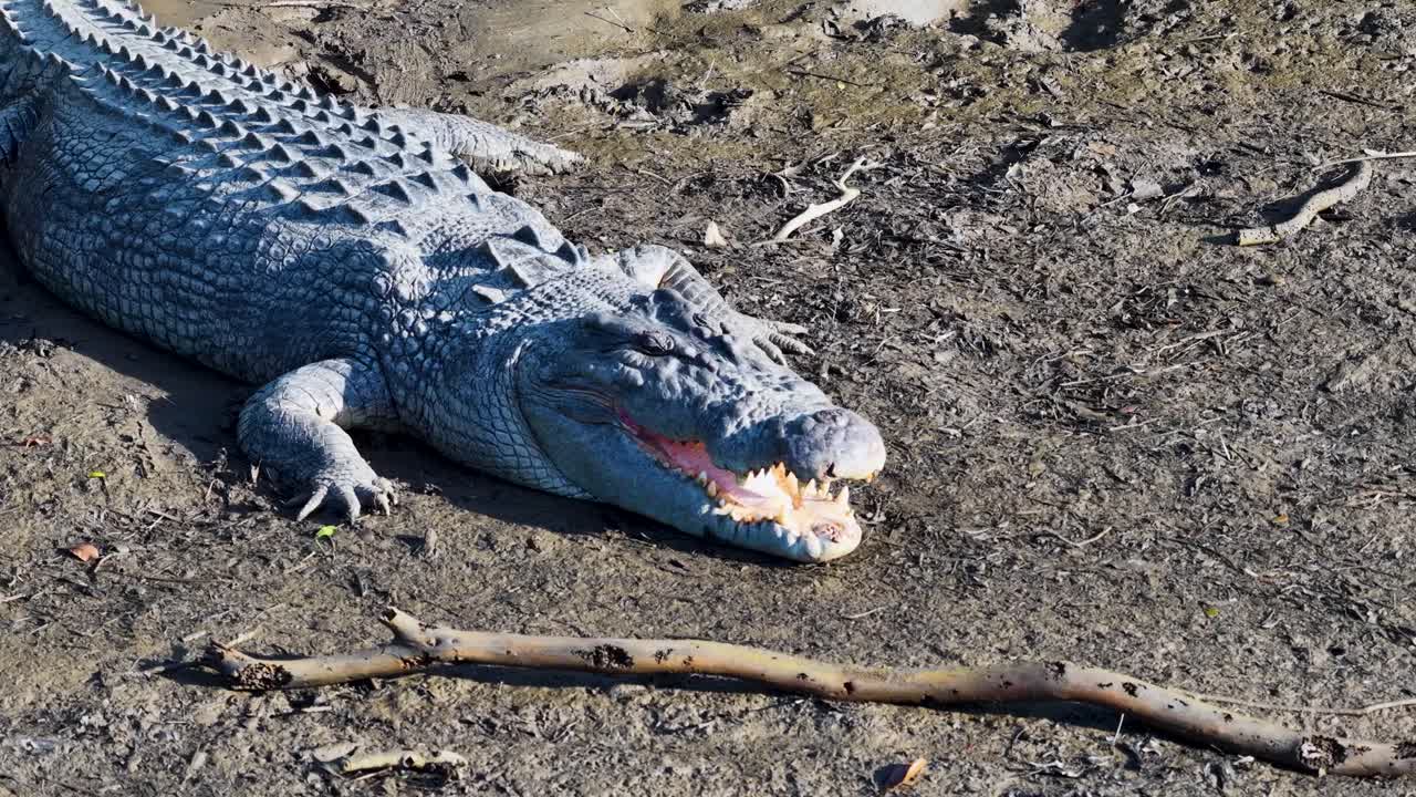 A saltwater crocodile lies on a muddy riverbank, basking in sunlight with its mouth slightly open