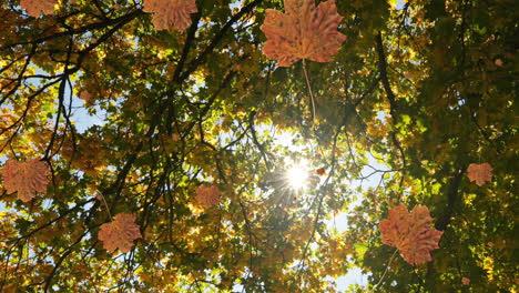 animation of autumn leaves falling against view of sun shining through the trees