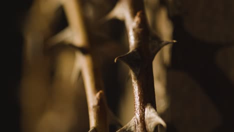 concepto religioso filmado con un primer plano de la corona de espinas en una cruz de madera