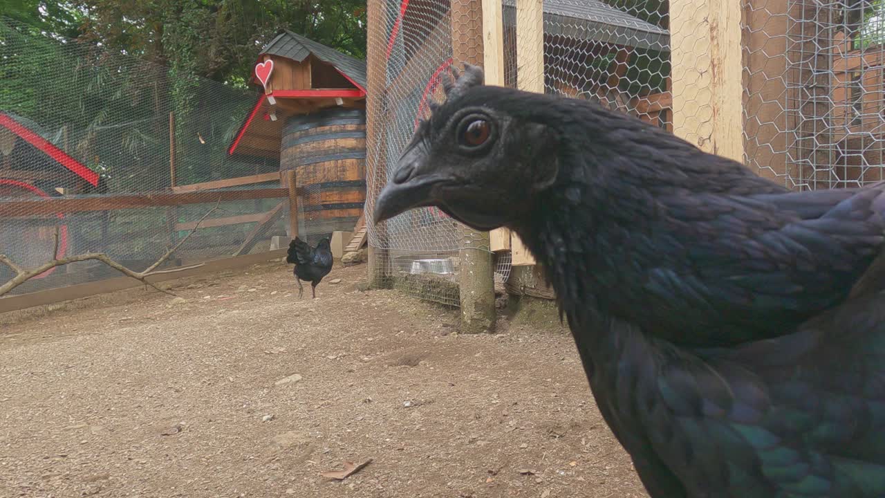 pollo ayam cemani mira a la cámara. primer plano de ángulo bajo