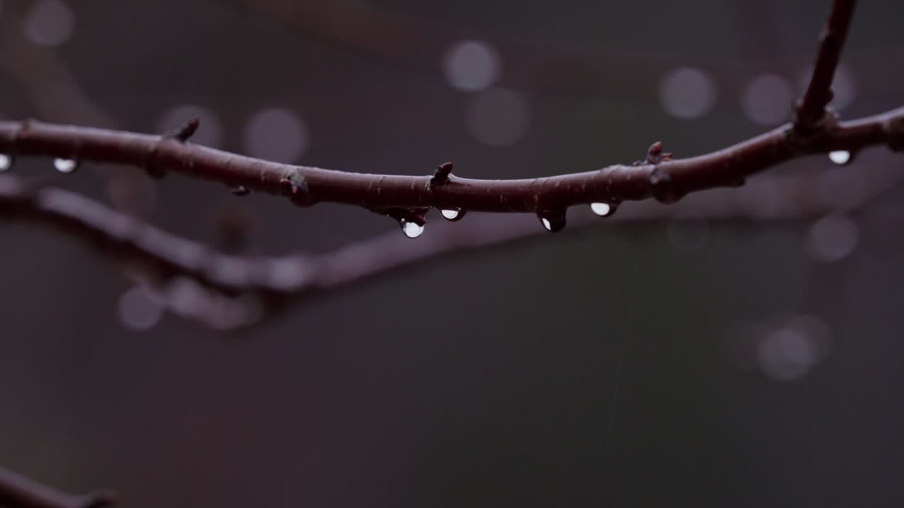Fresh Nature With Small Branches Wet In Dewdrops