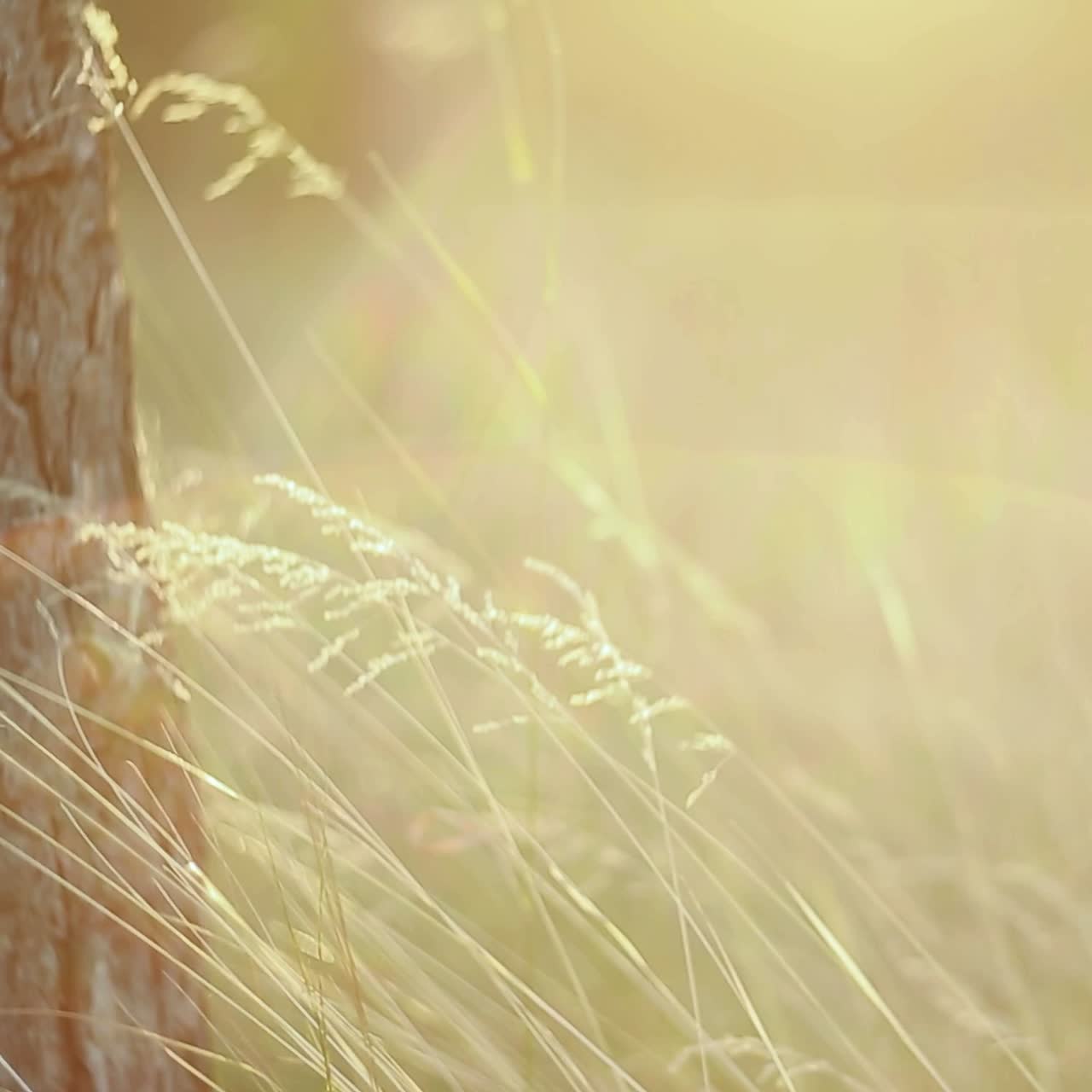 Grass Field With Sunlight. Nature background with green grass and sunlight