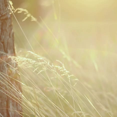 grass field with sunlight. nature background with green grass and sunlight