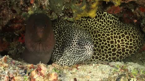 Ginat-moray-eel-and-honeycomb-moray-eel-together-in-coral-rock-overhang