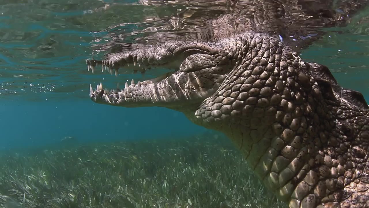 Närbild av en amerikansk krokodil (Crocodylus acutus) som simmar strax under ytan över en sjögräsäng i Kubas kristallklara tropiska vatten.