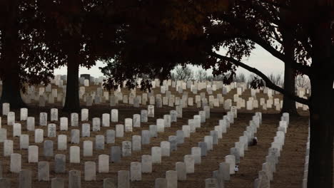 fayetteville many headstones in line, zoom out hidden by large autumn tree