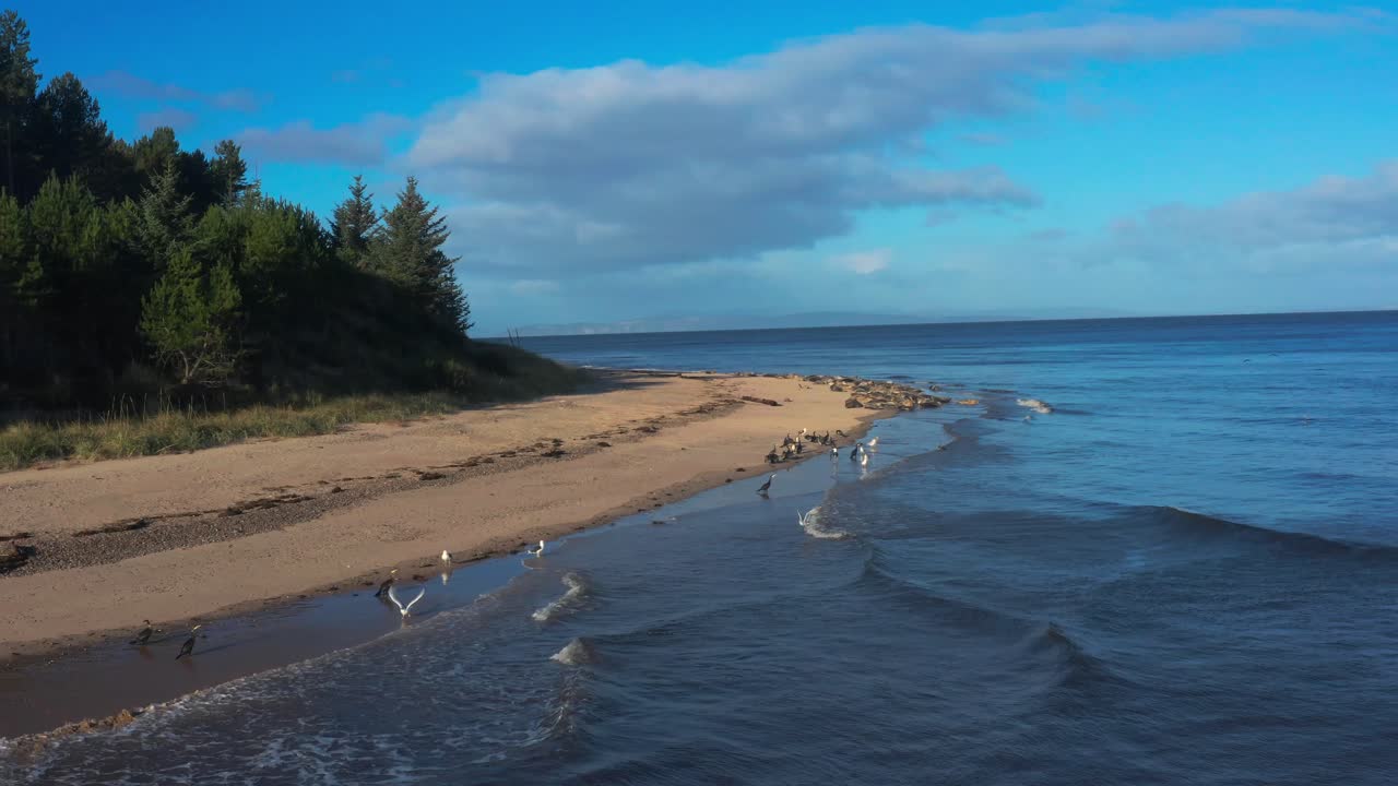 Drone over Seals at Findhorn fly in Natural blue sea beach habitat