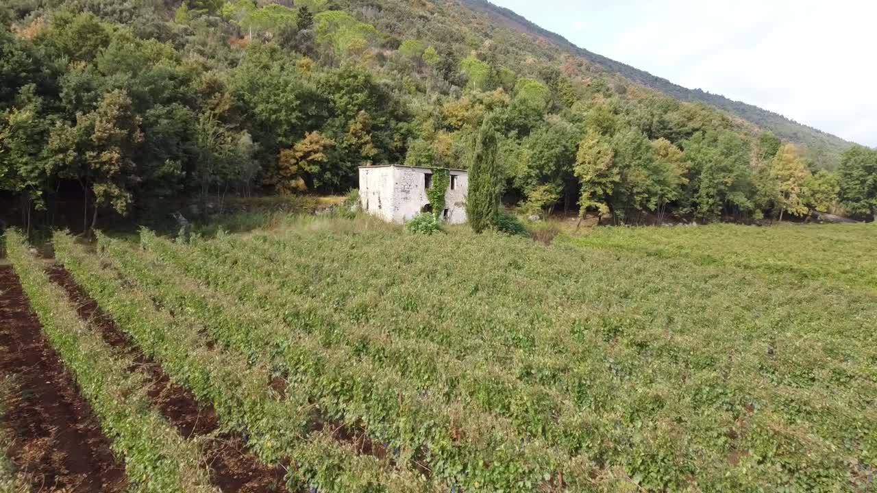vista aérea del paisaje sobre hileras de viñedos, en el campo italiano.