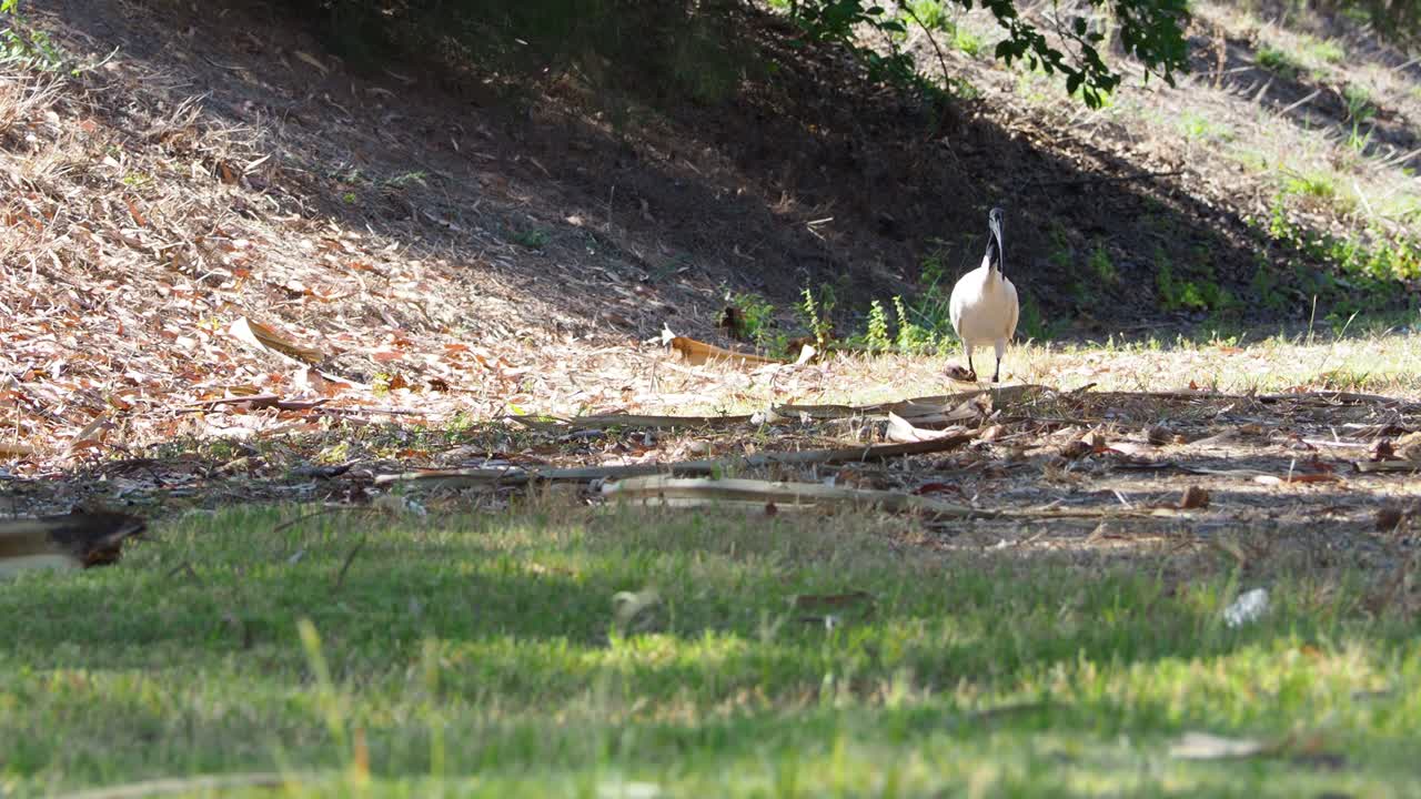 pájaro ibis y un cuervo vagando en un campo de tierra bajo a la luz del sol - tiro estático de la vida silvestre