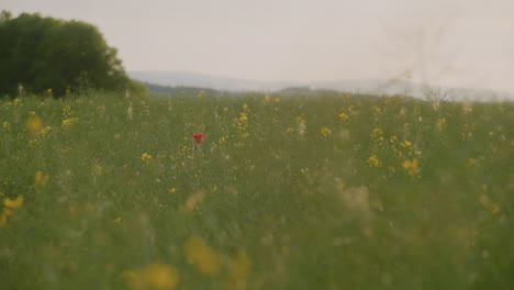 close-up of ripening rapeseed field during golden hour