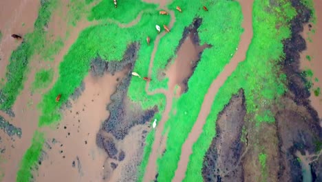 top down view of cows at lake natron in tanzania - aerial drone shot