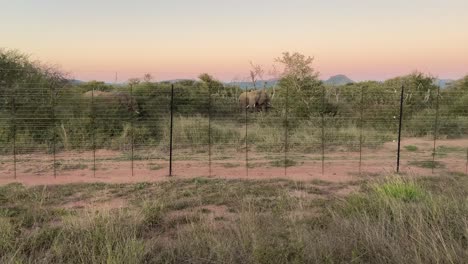 Afrikanische-Elefanten-Füttern-In-Büschen,-Die-Bei-Sonnenuntergang-Hinter-Einem-Zaun-Im-Nationalpark-In-Südafrika-Geschützt-Sind