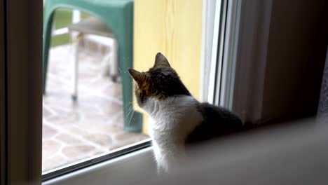 cat looking through the window in slow motion in 4k