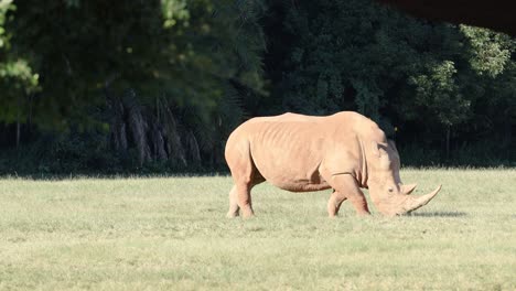 a rhino eating grass in a field