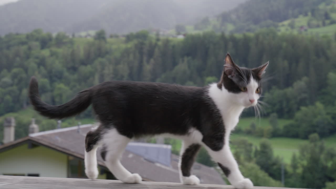 Adorable kitten walking gracefully along a balcony railing. Elegant feline movement, soft natural light, and charming pet behavior in a calm home environment