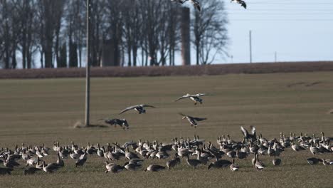 thousands of geese flying above field and eating cereal