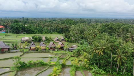 local villas and accommodation overlooking empty rice field terraces flooded after harvest in ubud bali, aerial