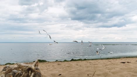 gaviotas volando sobre una playa en un día nublado