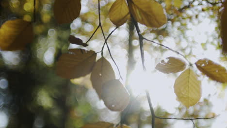 autumn sunlight through leaves